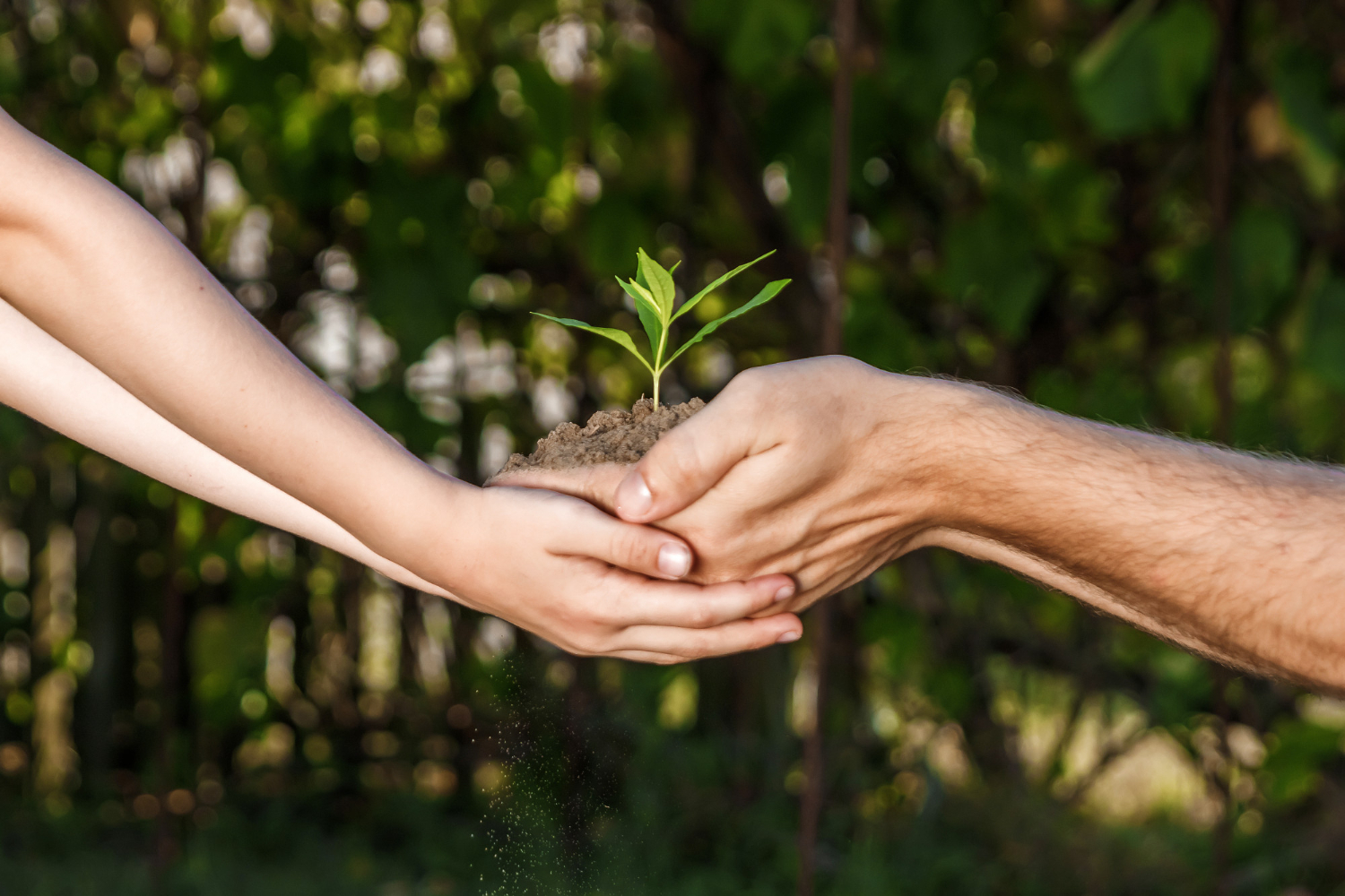 Medio Ambiente y Sustentabilidad